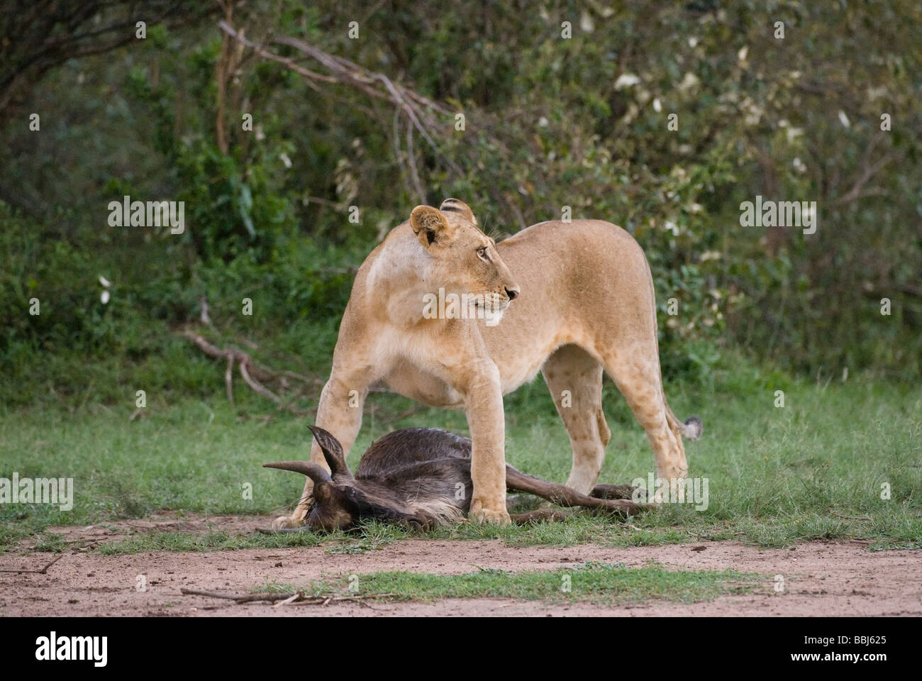 lion Panthera leo lioness kills wilderbeest Masai Mara KENYA East ...