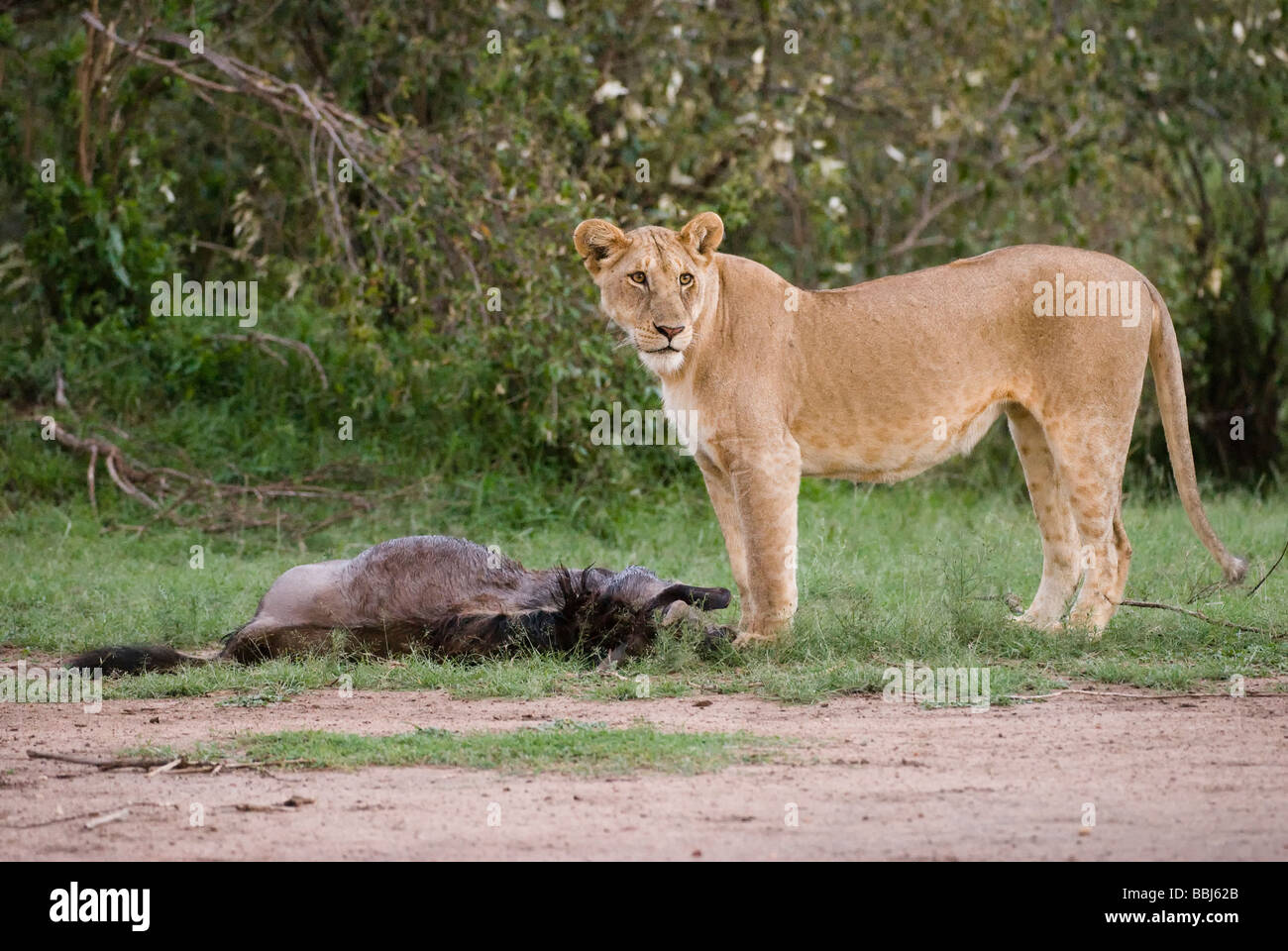 lion Panthera leo lioness kills wilderbeest Masai Mara KENYA East ...