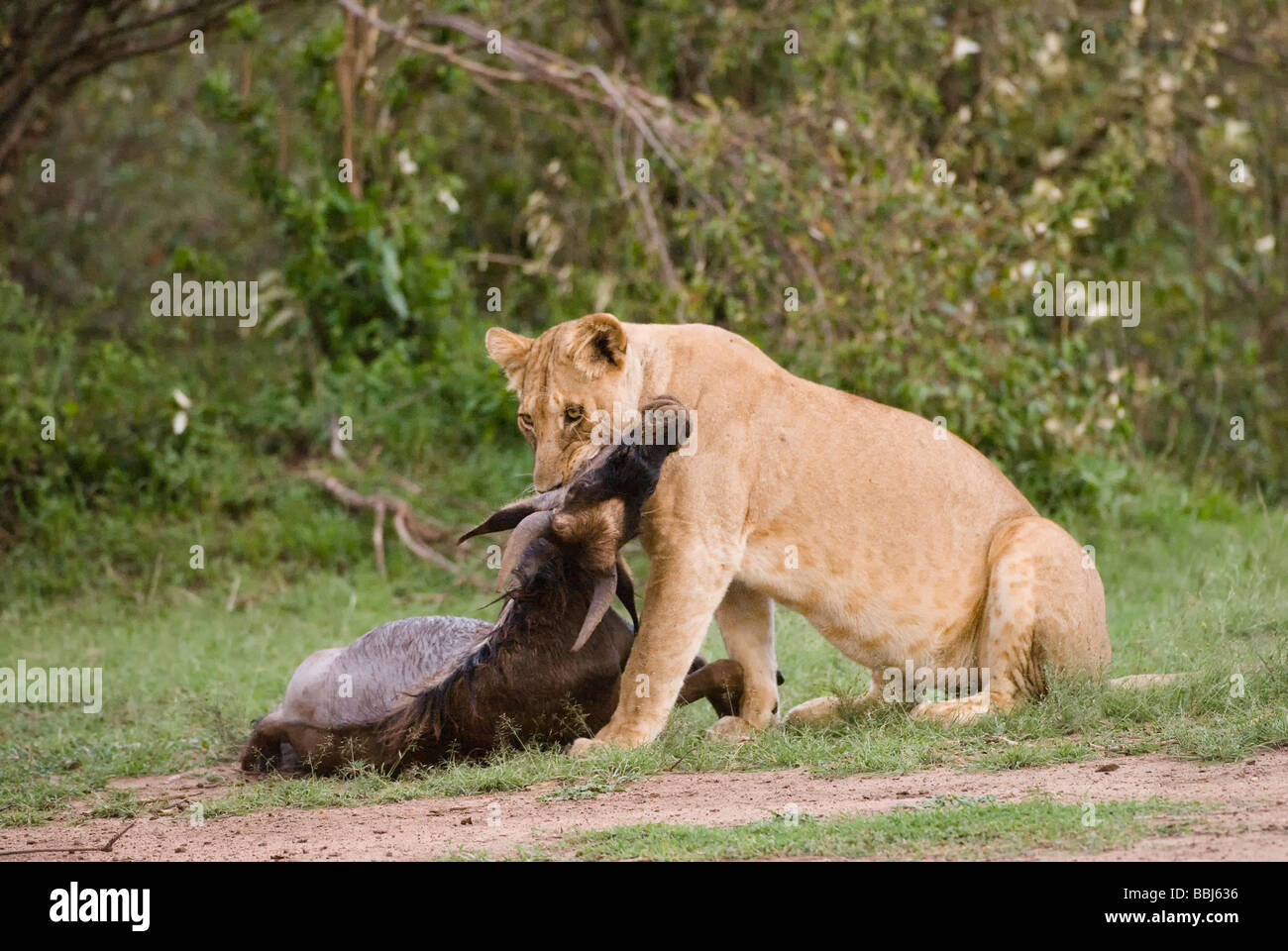 lion Panthera leo lioness kills wilderbeest Masai Mara KENYA East ...
