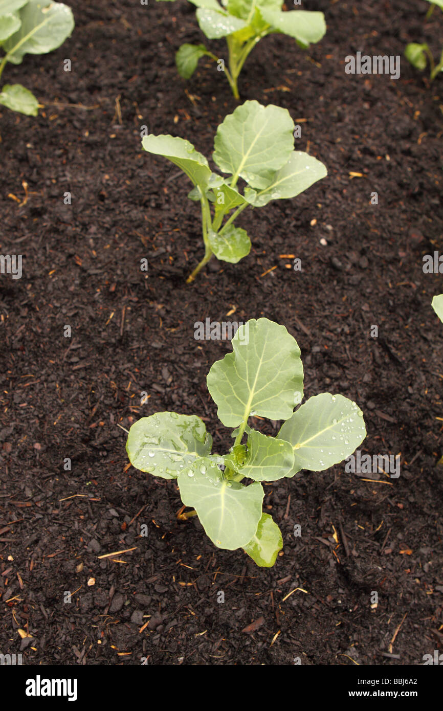Cabbage young cabbage plants growing in a vegetable garden Stock Photo