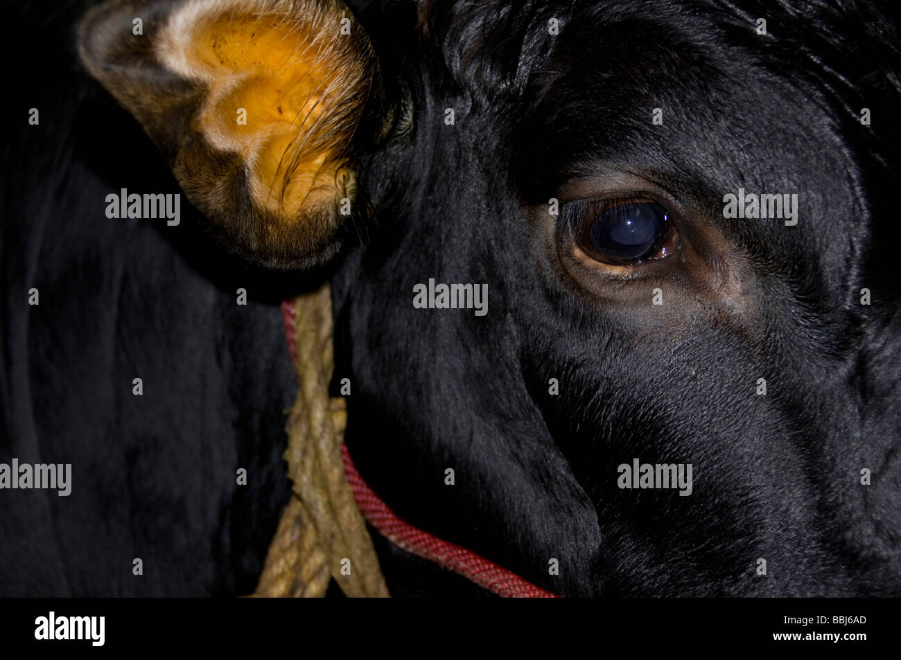 Cow Shed India High Resolution Stock Photography and ...