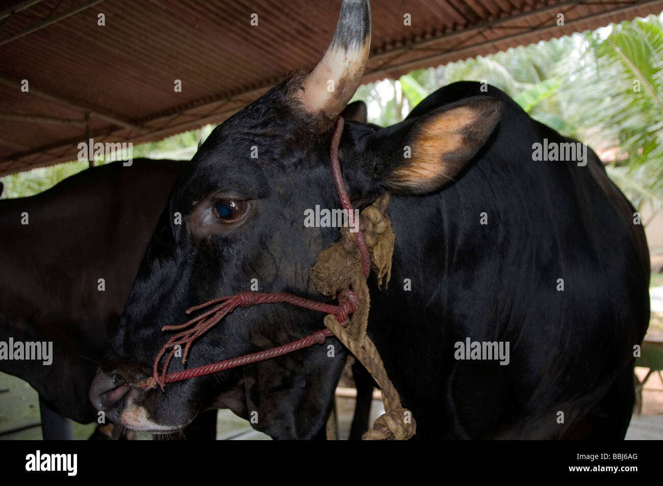 Dairy cows in large cattle shed in kerala, india Stock Photo Alamy
