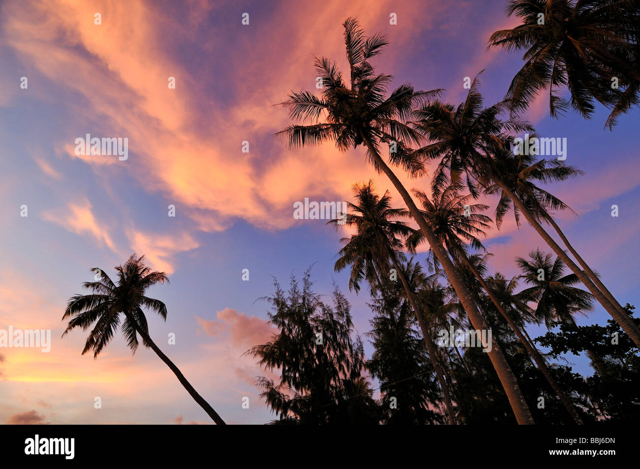 Red sky with trees hi-res stock photography and images - Alamy