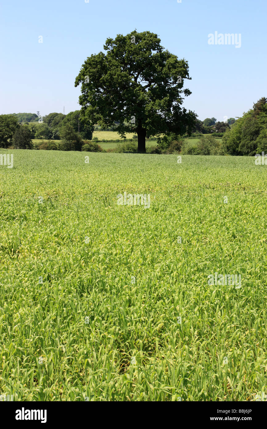 Field boundary trees hires stock photography and images Alamy