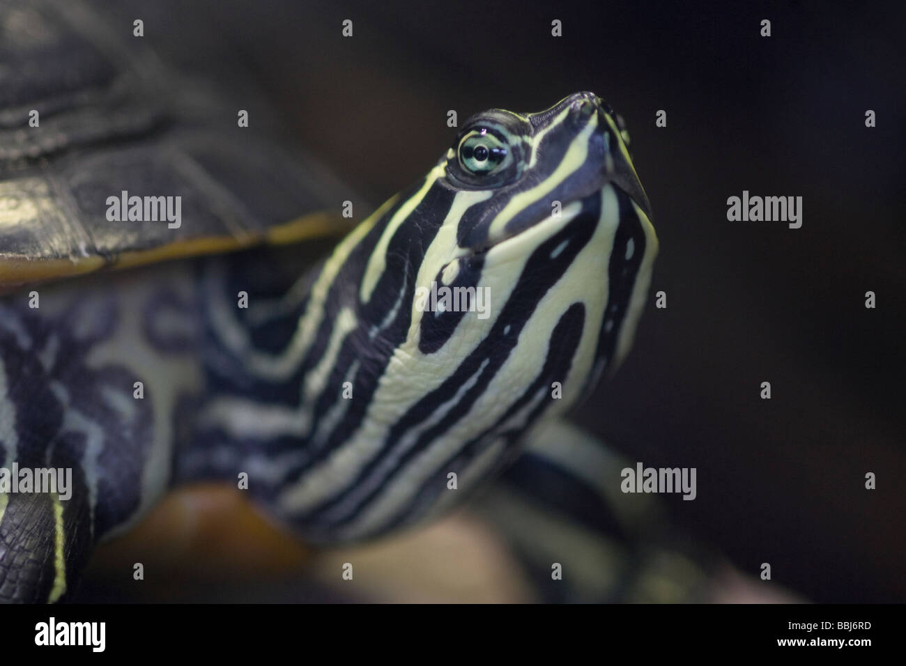 close up of a turtle, kew gardens, london, uk Stock Photo Alamy