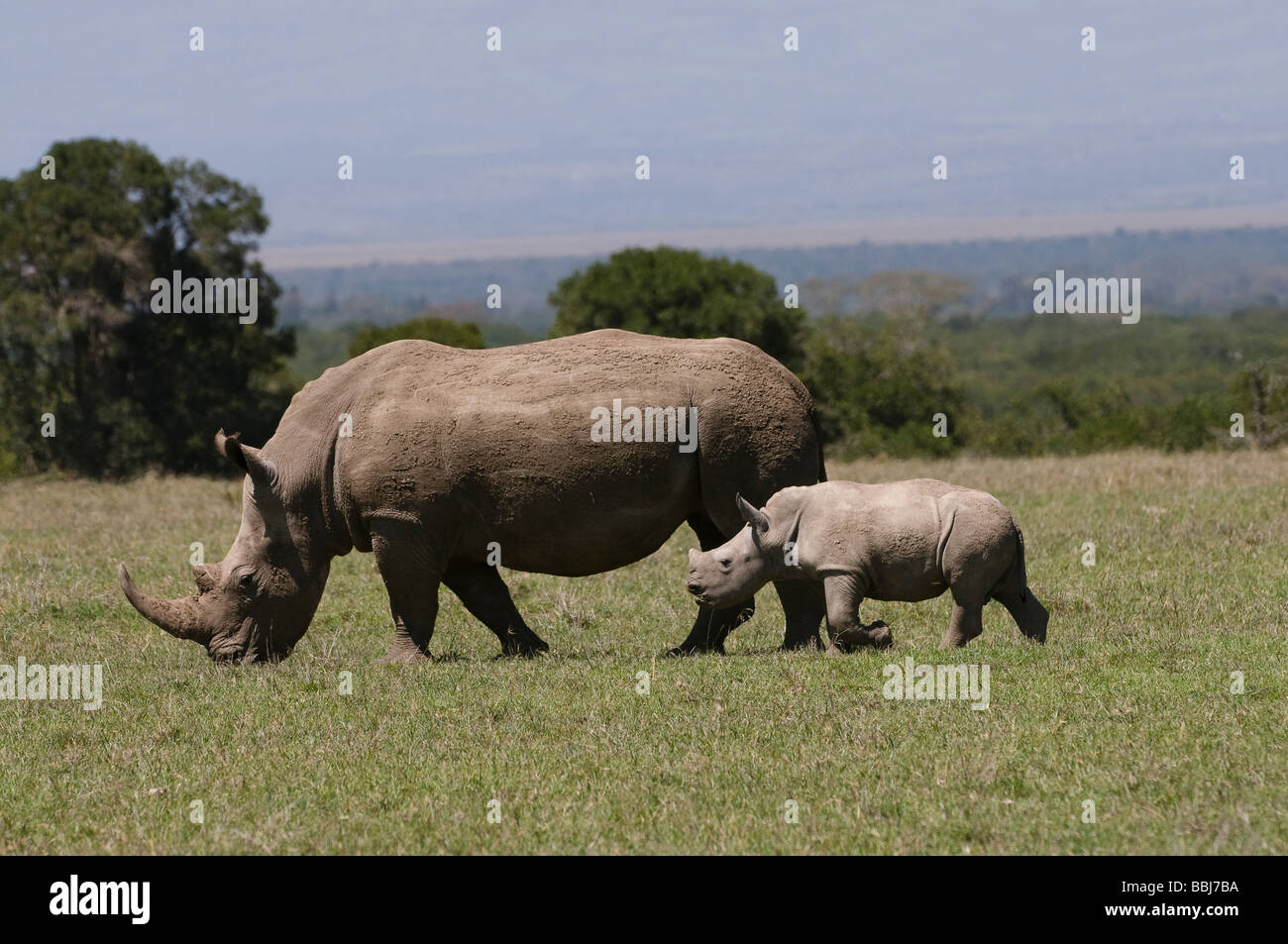 white rhino with young Ceratotherium Simum Sweetwaters Laikipia KENYA East Africa Stock Photo