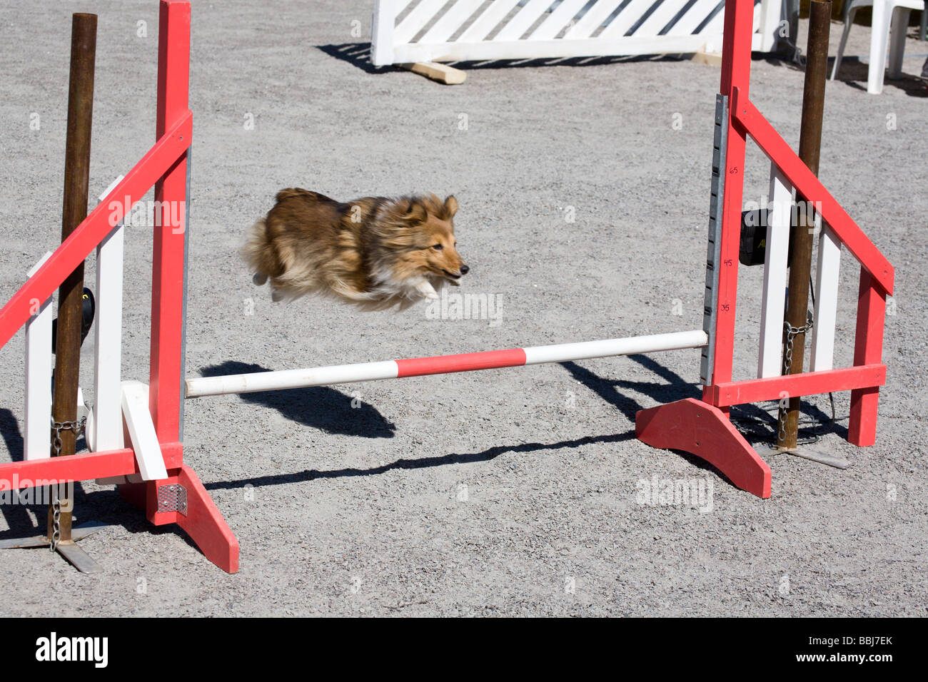 dog agility competition Stock Photo Alamy