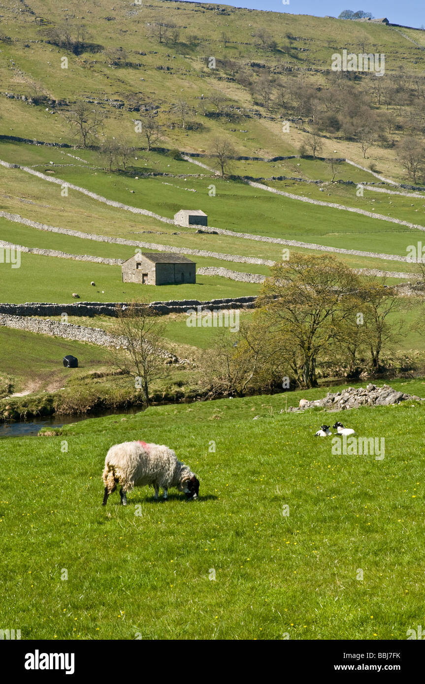 dh Yorkshire Dales National Park WHARFEDALE NORTH YORKSHIRE Sheep and lambs in fields and barns spring uk field barn summer Stock Photo