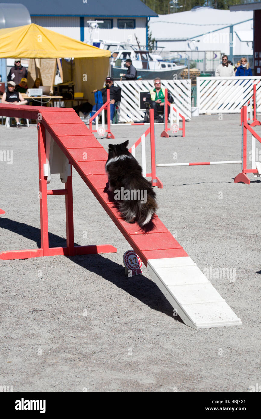 dog agility competition Stock Photo Alamy