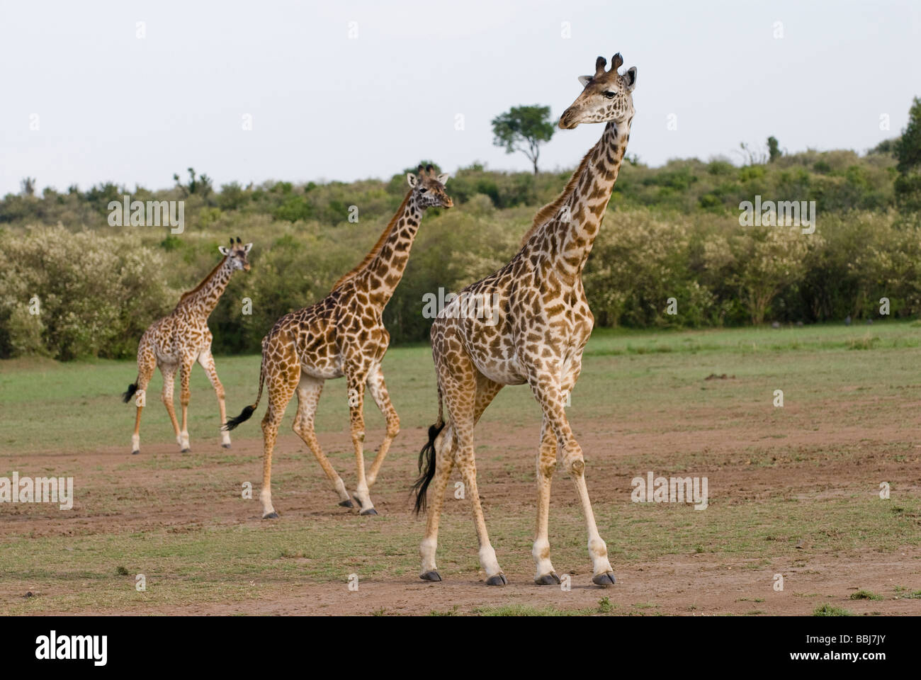 Masai giraffes Giraffa camelopardalis tippelskirchi Masai Mara KENYA East Africa Stock Photo