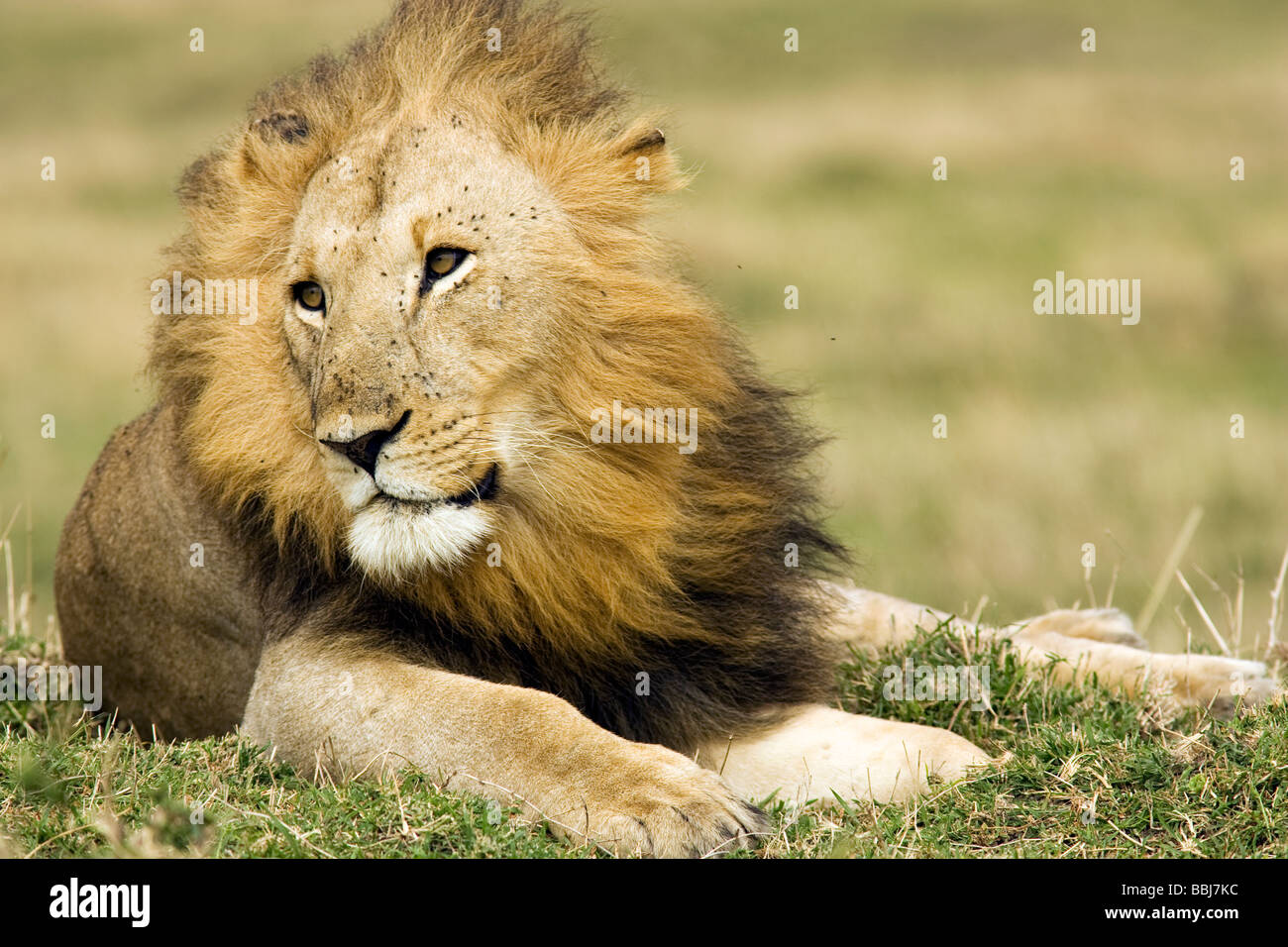 Male lion - Masai Mara National Reserve, Kenya Stock Photo - Alamy