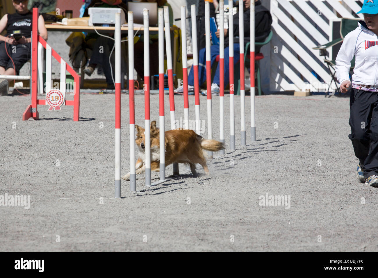 dog agility competition Stock Photo Alamy