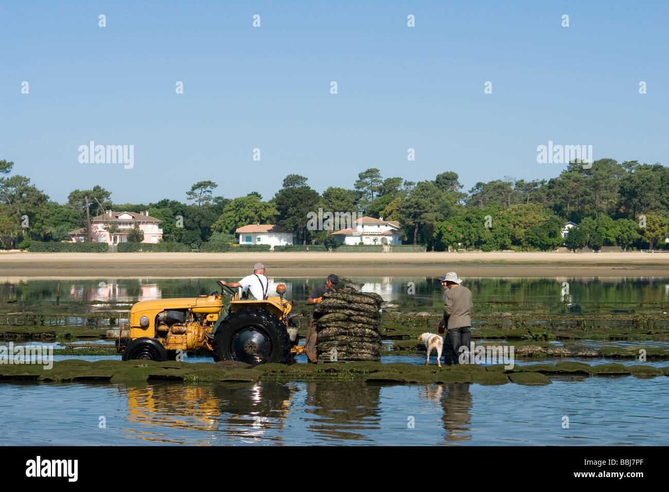 Oyster-farmers working, at Hossegor (Landes - France). Ostréiculteurs au travail, à Hossegor (Landes - France). Stock Photo