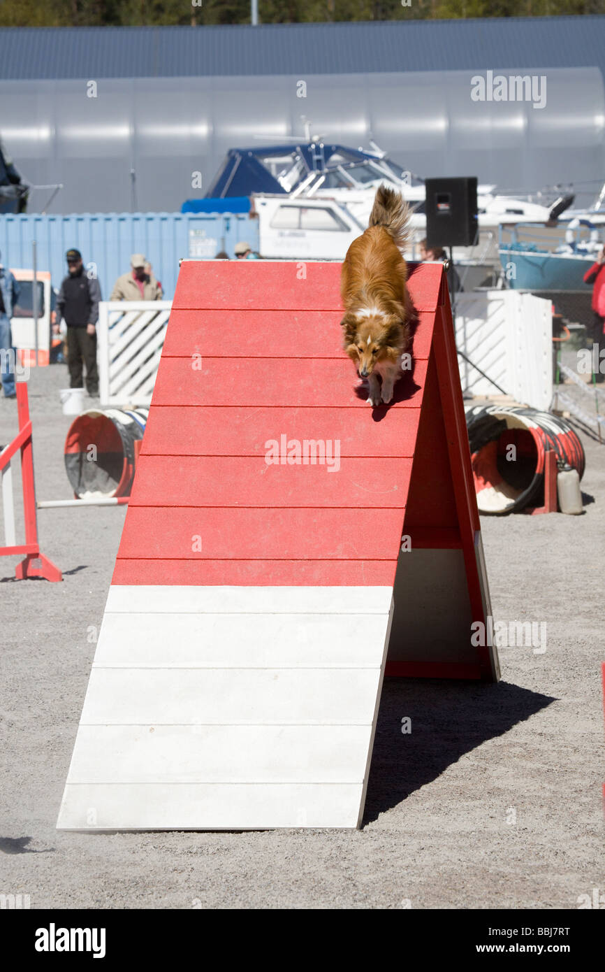 dog agility competition Stock Photo Alamy