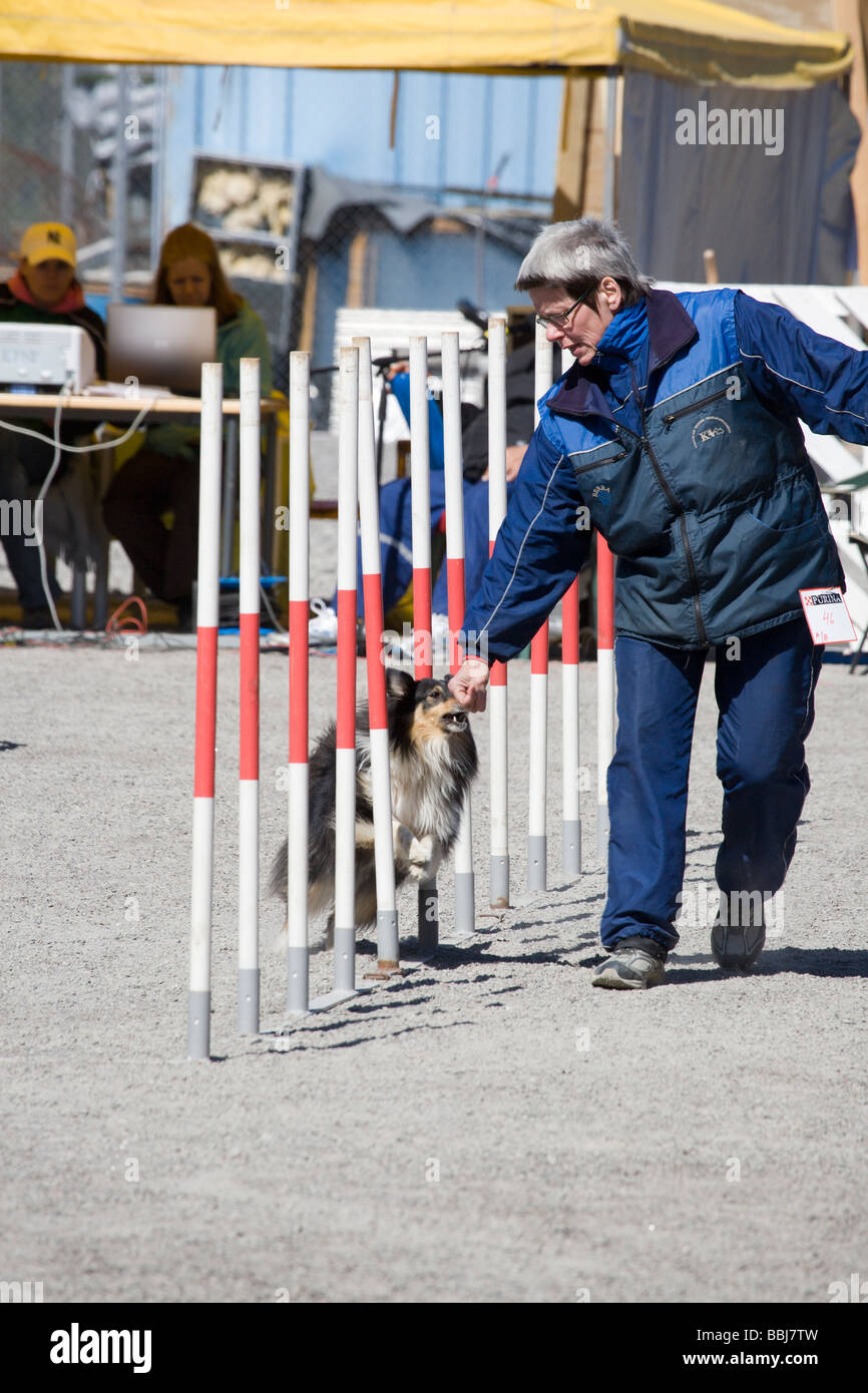 dog agility competition Stock Photo Alamy
