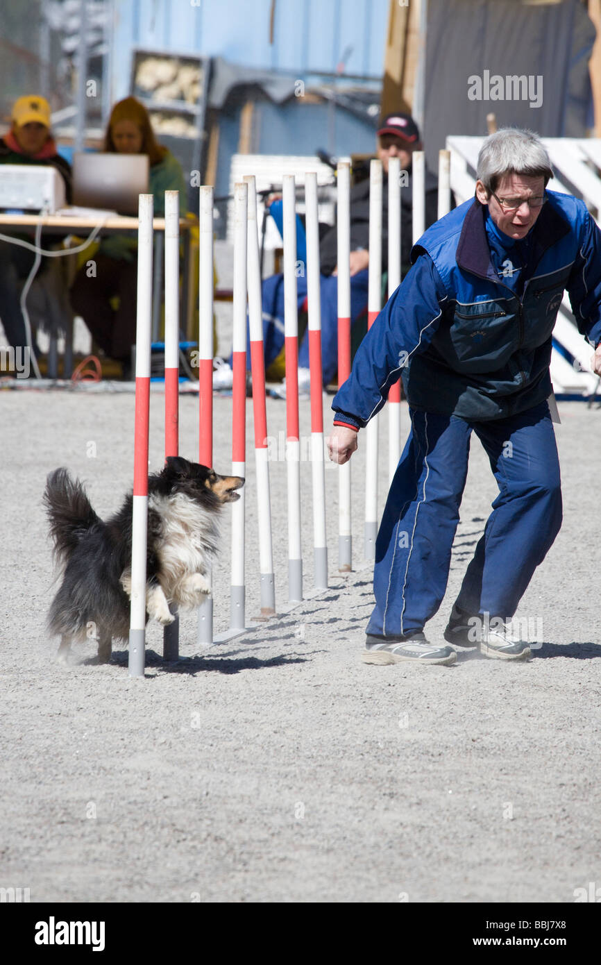 dog agility competition Stock Photo Alamy