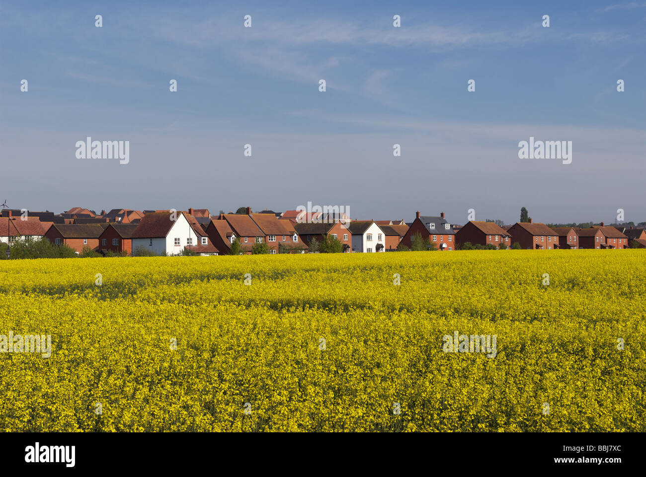 Oil seed rape used in the production of biodiesel Stock Photo - Alamy