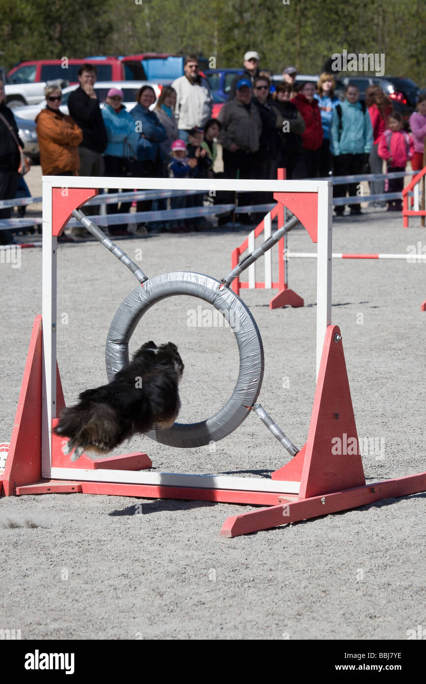 dog agility competition Stock Photo