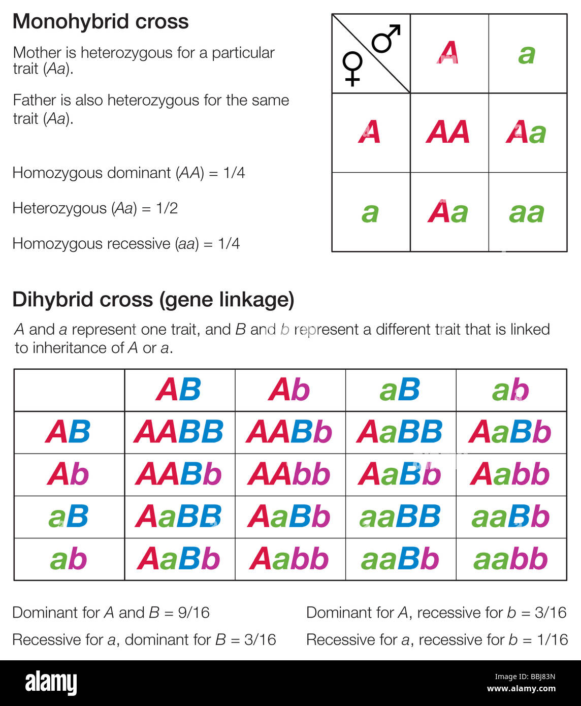 Punnett squares of a monohybrid and a dihybrid cross, used to represent inheritance patterns. Stock Photo