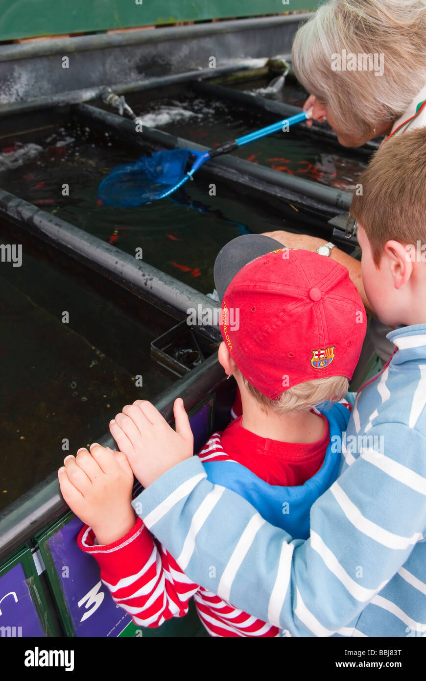 Two children choosing some pet fish to buy at a uk pet shop with the store assistant catching the goldfish in a fishing net Stock Photo