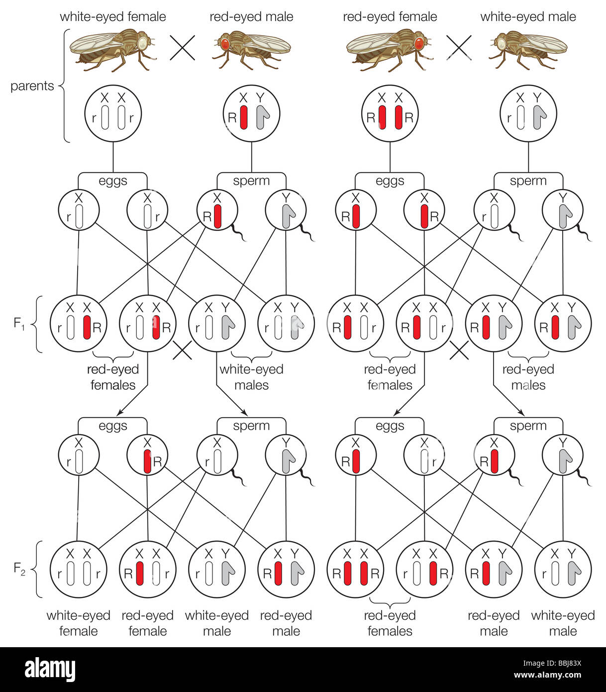 -linked-inheritance-telegraph