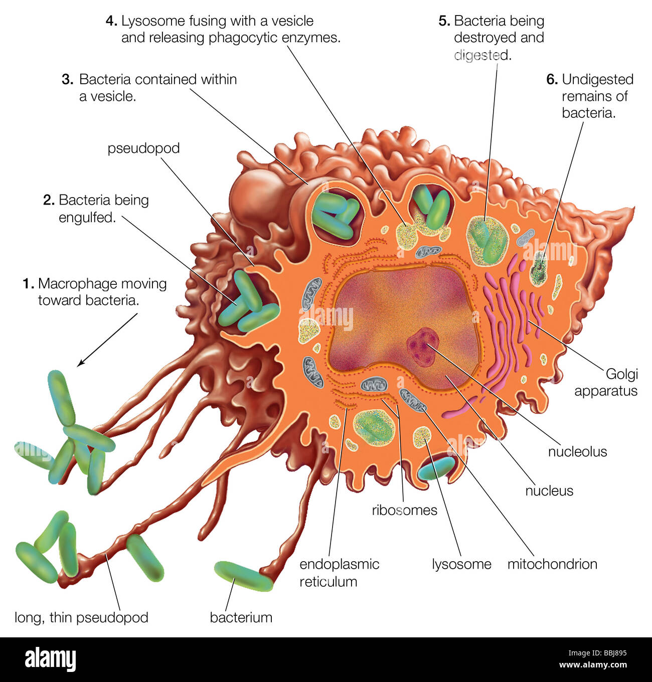 Drawing of the internal and external structures of a macrophage. Stock Photo