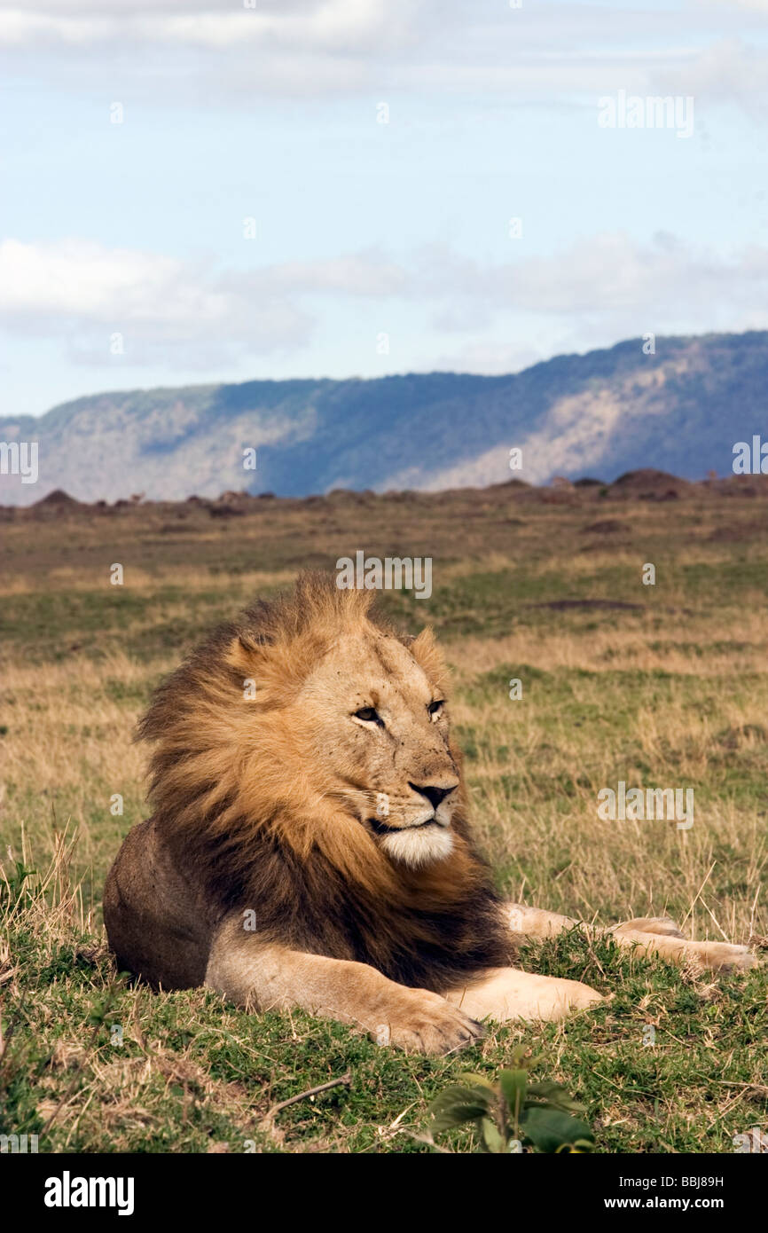 Big male lion - Masai Mara National Reserve, Kenya Stock Photo - Alamy