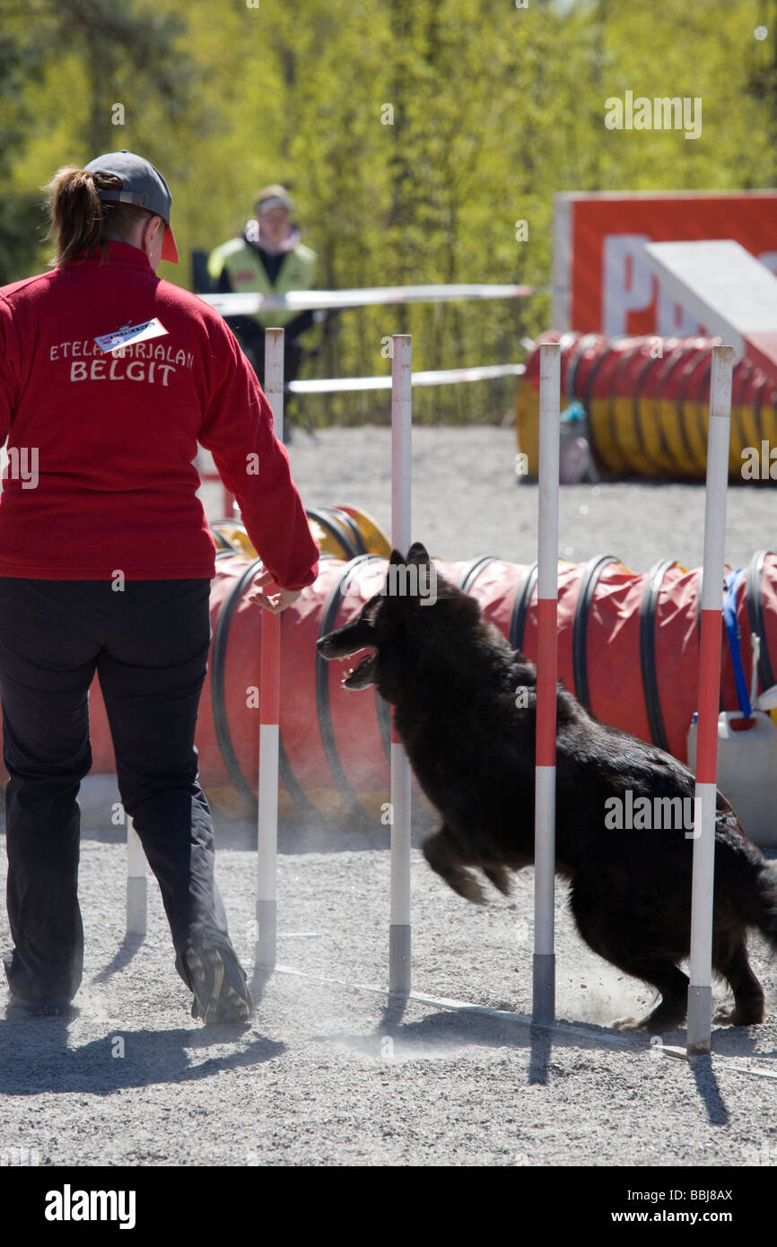 dog agility competition Stock Photo Alamy