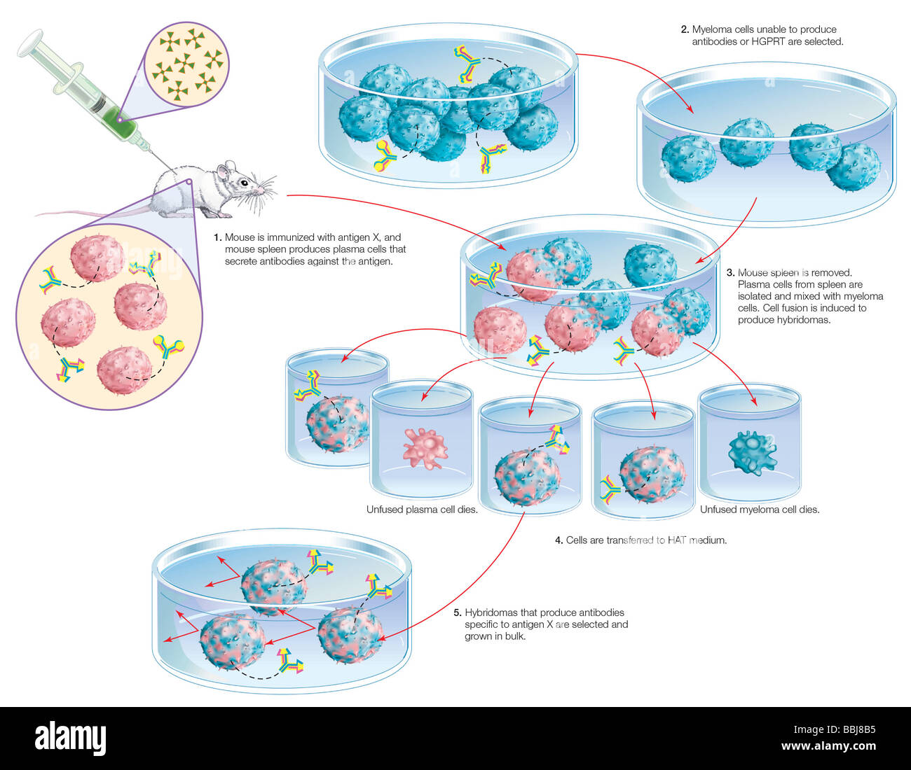 The hybrid cells developed in the artificial production of monoclonal antibodies produce large amounts of the desired antibody. Stock Photo