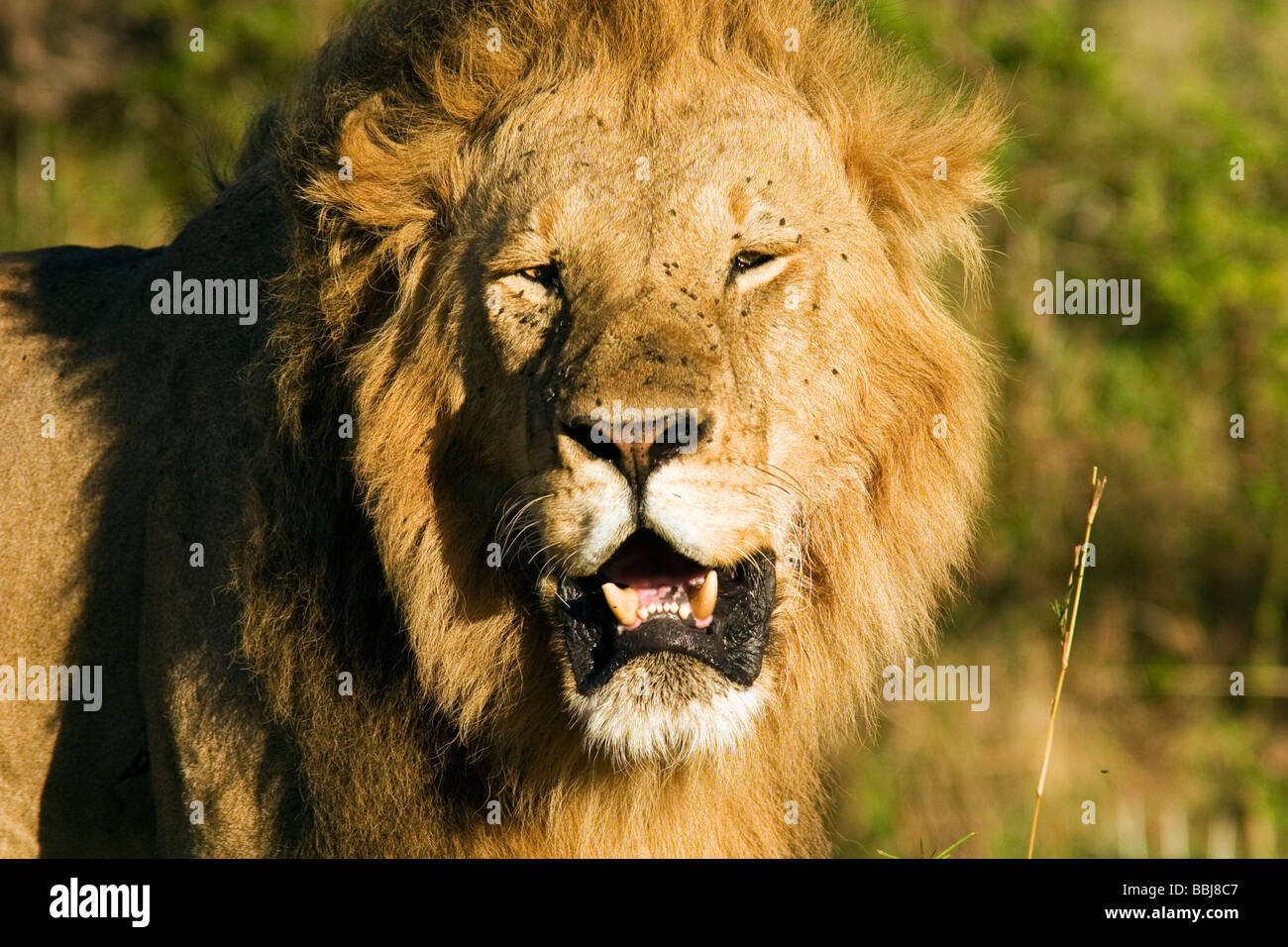 Close-up of big male lion - Masai Mara National Reserve, Kenya Stock Photo