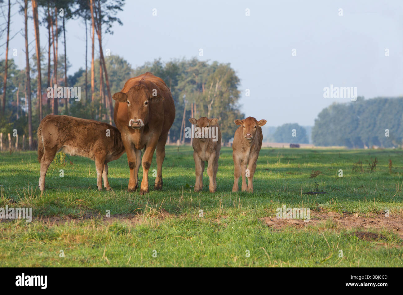 Limousin cow calf on grass hi-res stock photography and images - Alamy