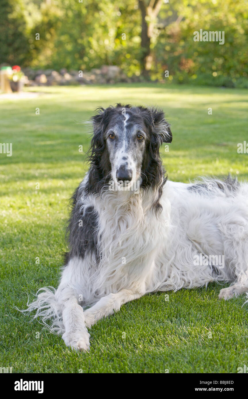 Borzoi dog - lying on meadow Stock Photo