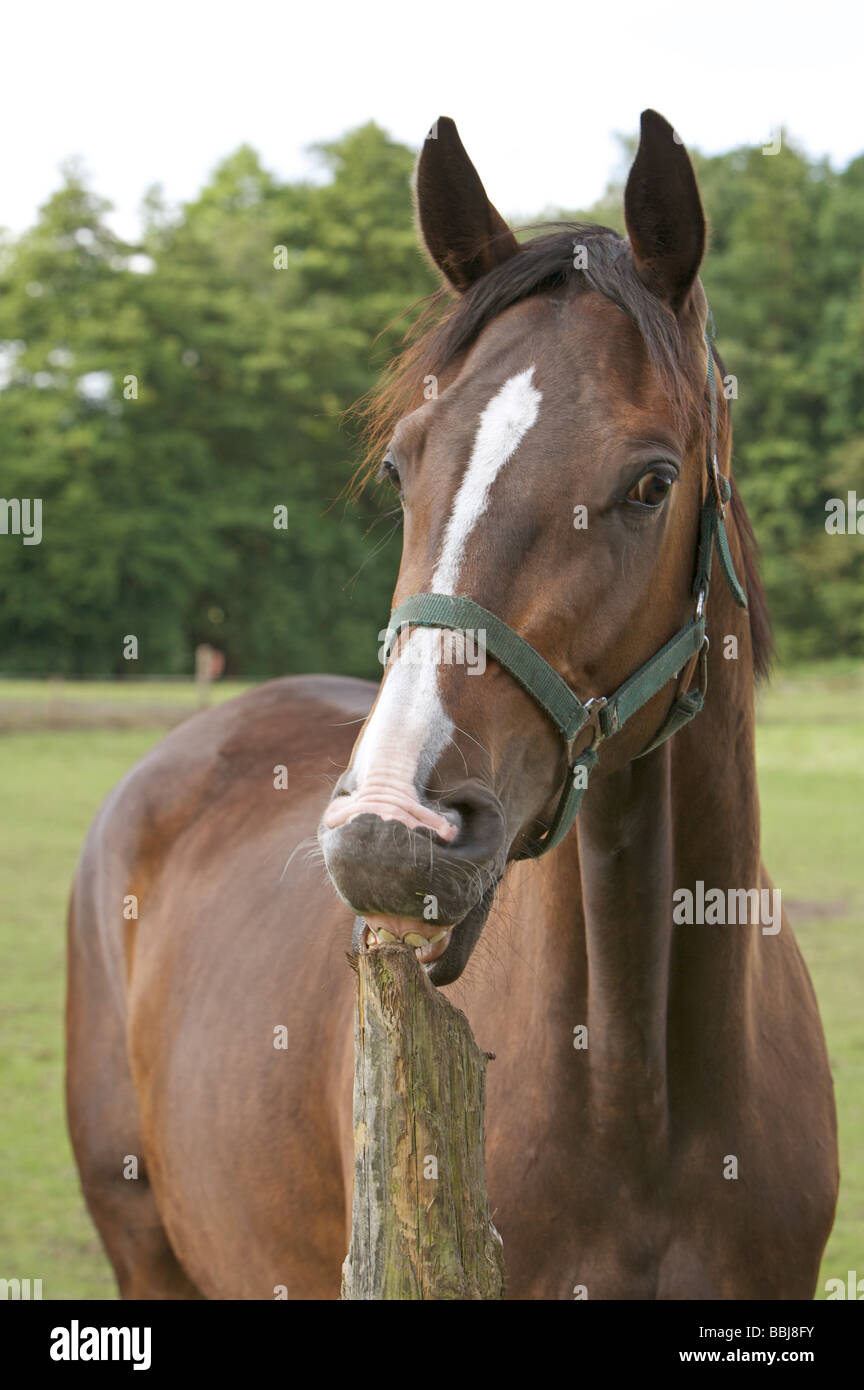 Cribbing hires stock photography and images Alamy