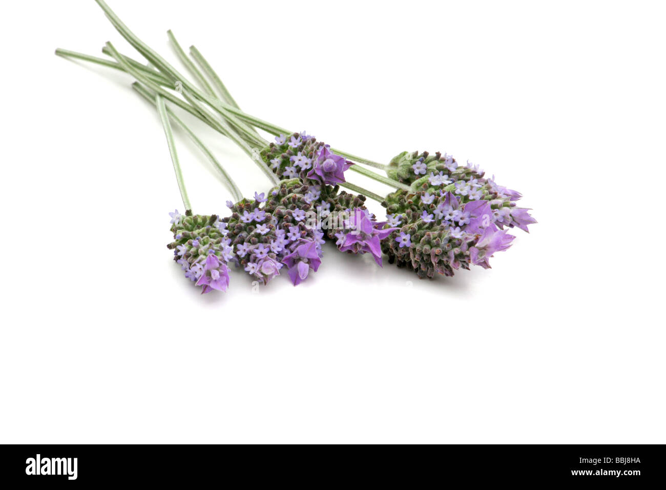 Lavender sprigs on white background Stock Photo - Alamy