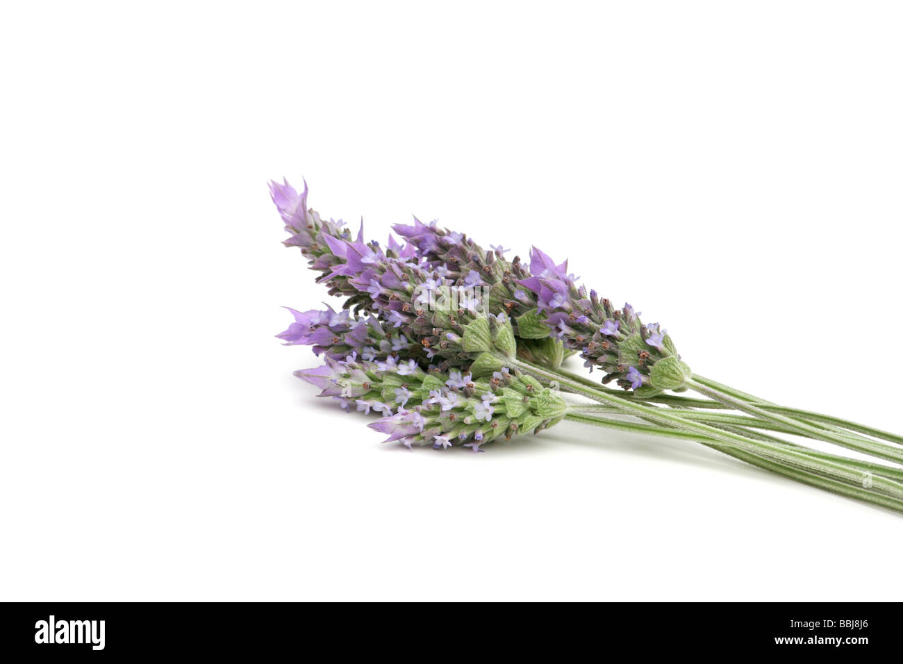 Lavender sprigs on white background Stock Photo - Alamy