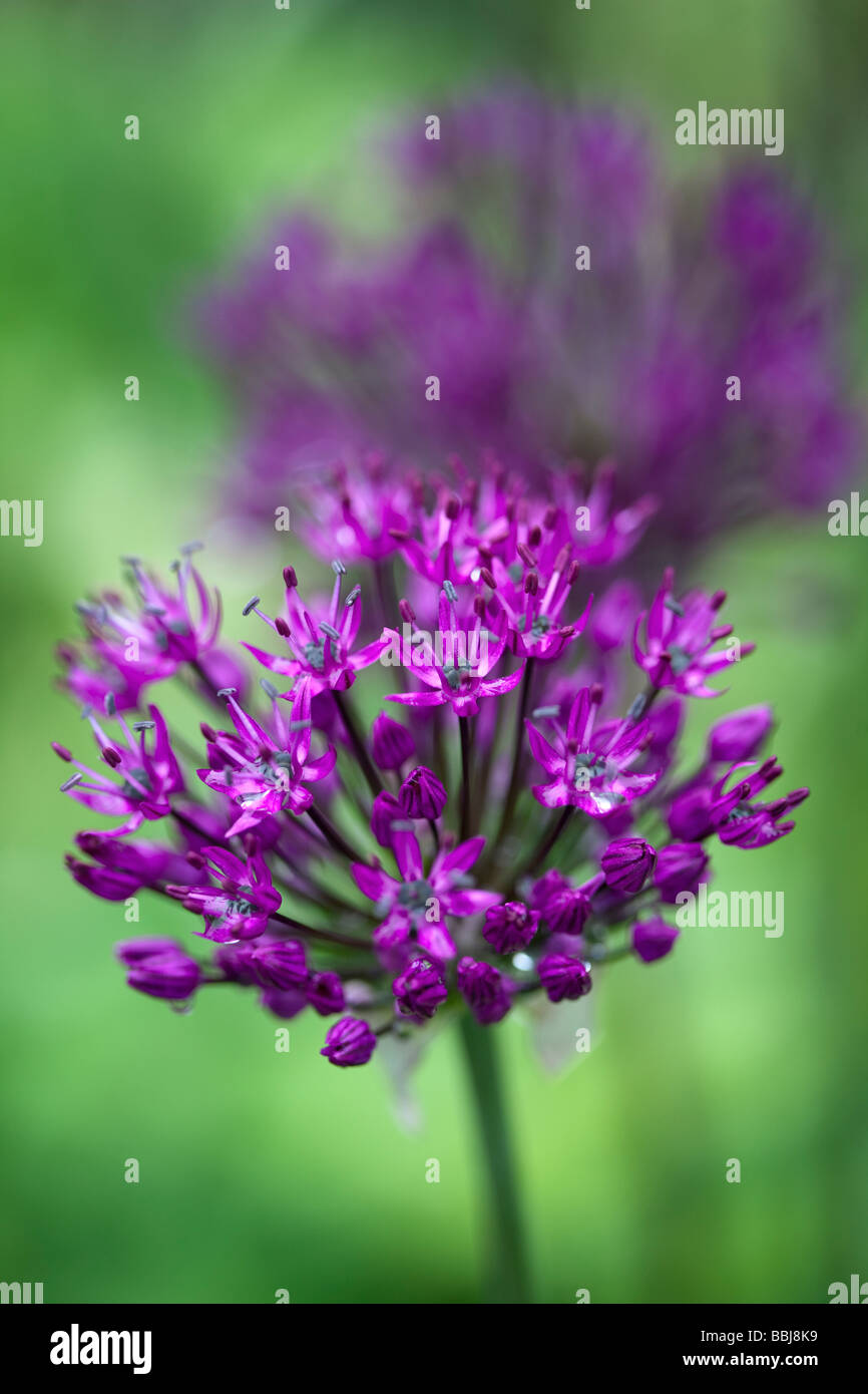 Allium 'Purple Sensation' Stock Photo