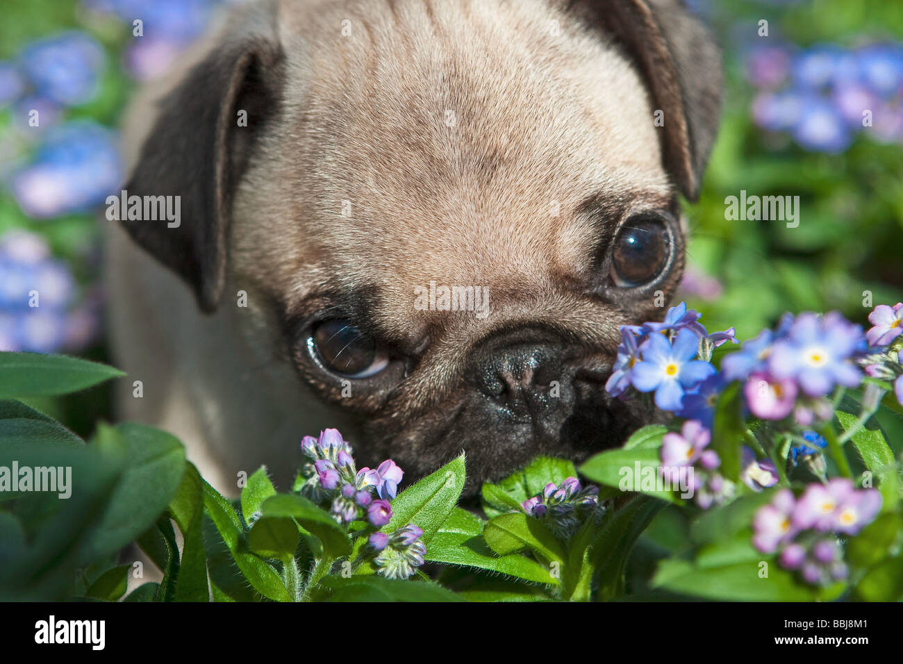 pug dog - puppy between flowers Stock Photo - Alamy