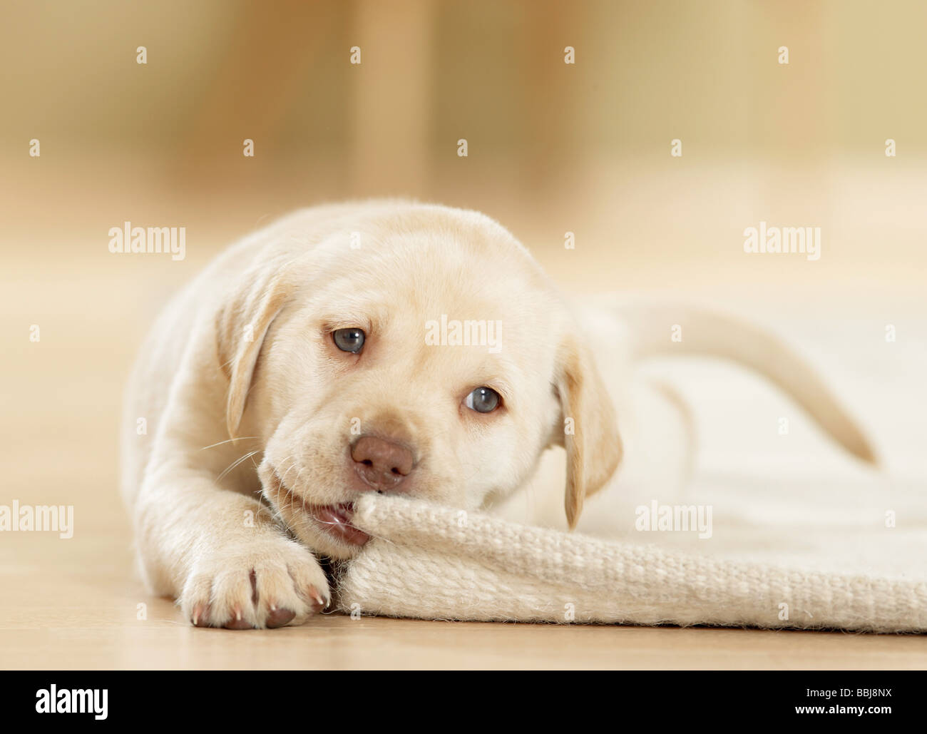 dog chewing rug