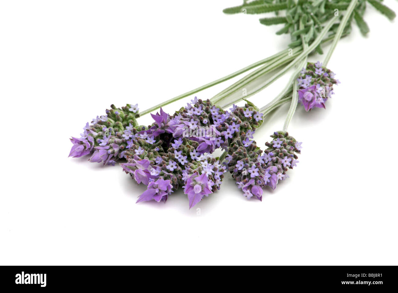 Lavender sprigs on white background Stock Photo - Alamy