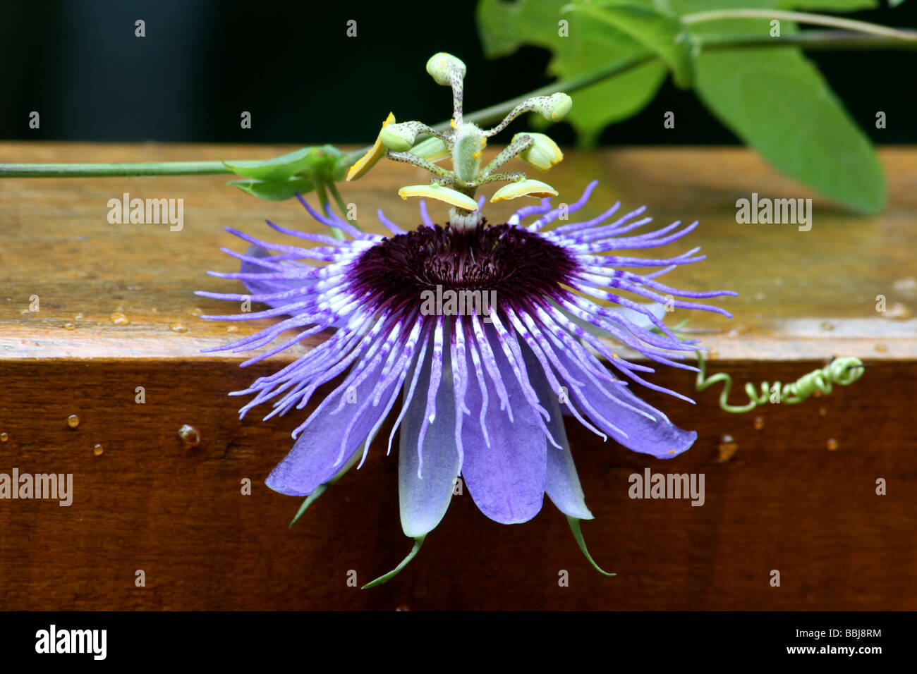Blue passion fruit blossom Stock Photo Alamy