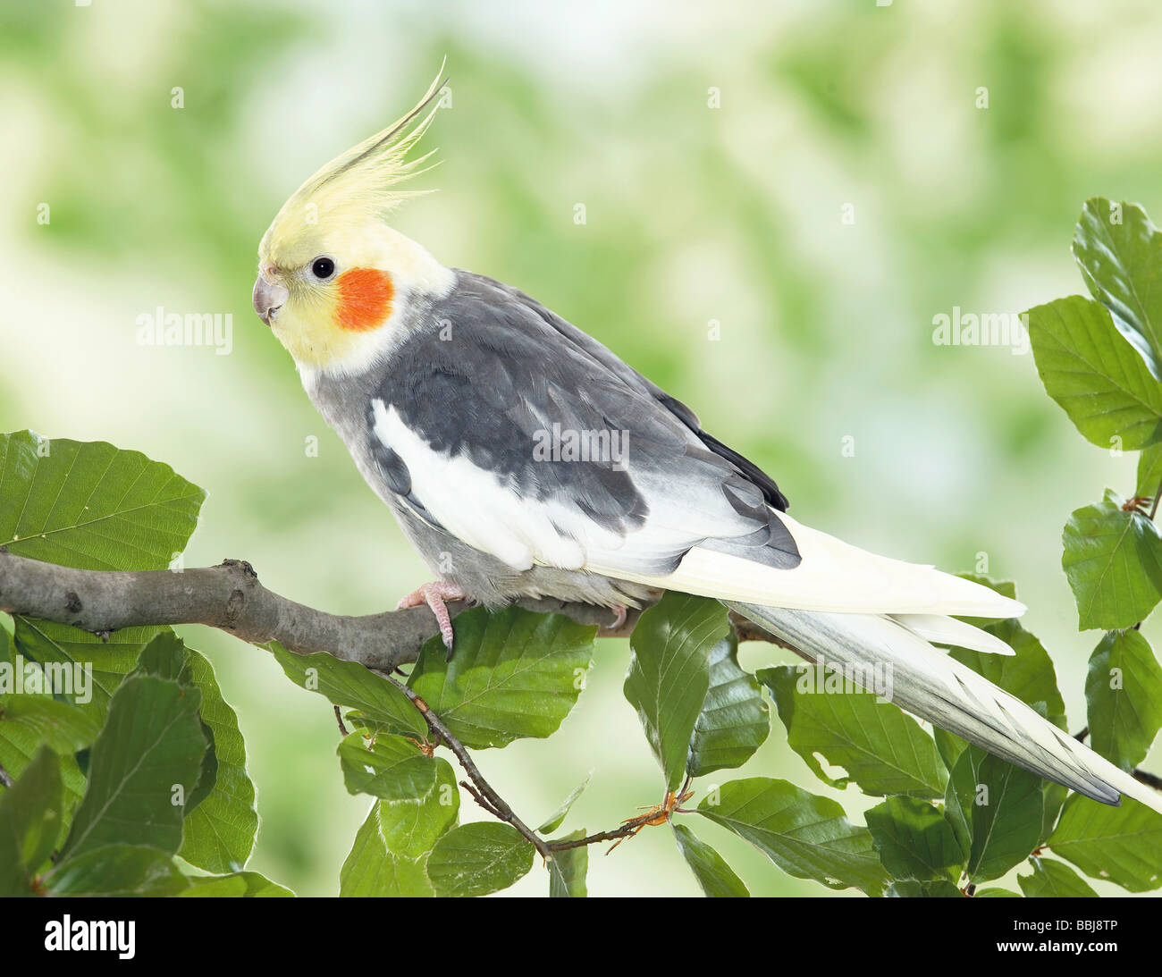 Cockatiel (Nymphicus hollandicus) perched on Beech twig Stock Photo - Alamy