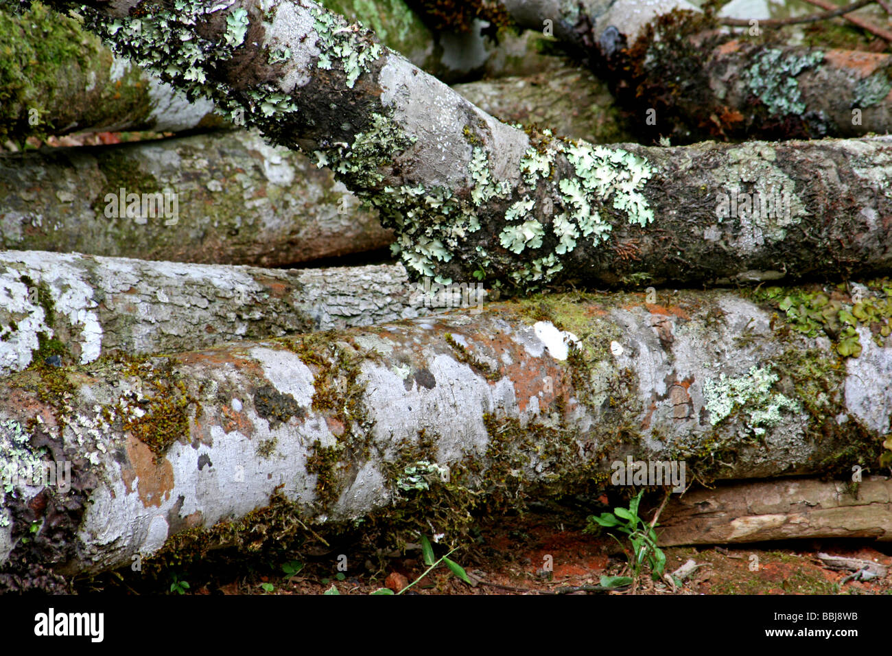Mossy tree trunks laying down Stock Photo