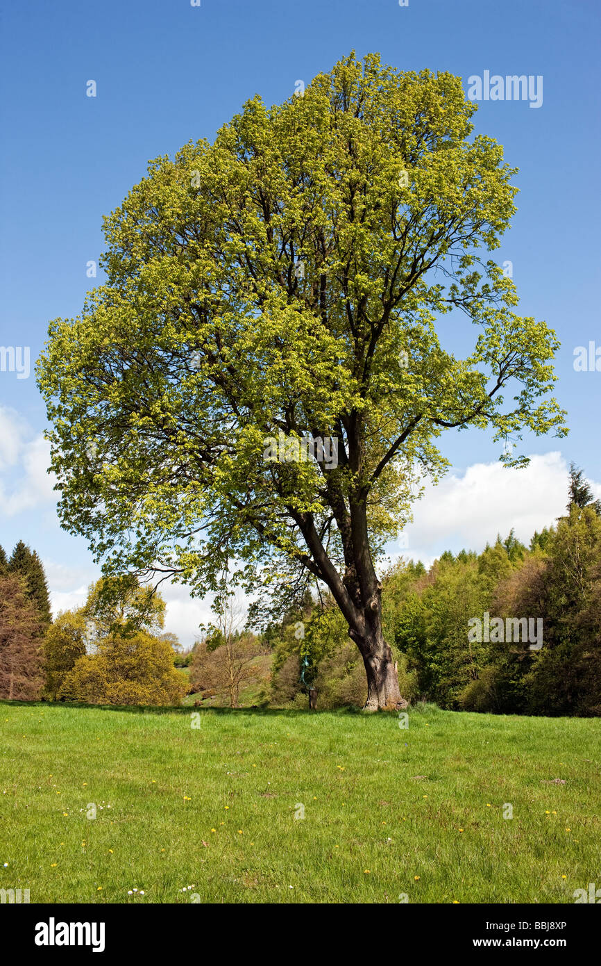 Quercus frainetto - Hungarian Oak Stock Photo