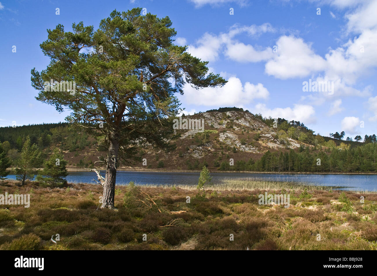 dh Loch Gamhna ROTHIEMURCHUS INVERNESSSHIRE Scots Pine Cairngorms National Park loch and Caledonian Forest tree scottish highland trees scotland lake Stock Photo