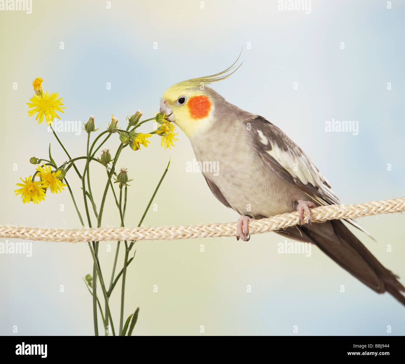 Cockatiel (Nymphicus hollandicus) perched on a rope, eating Common Nipplewort flowers Stock Photo