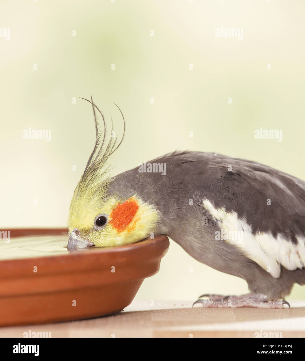 cockatiel - drinking / Nymphicus hollandicus Stock Photo - Alamy