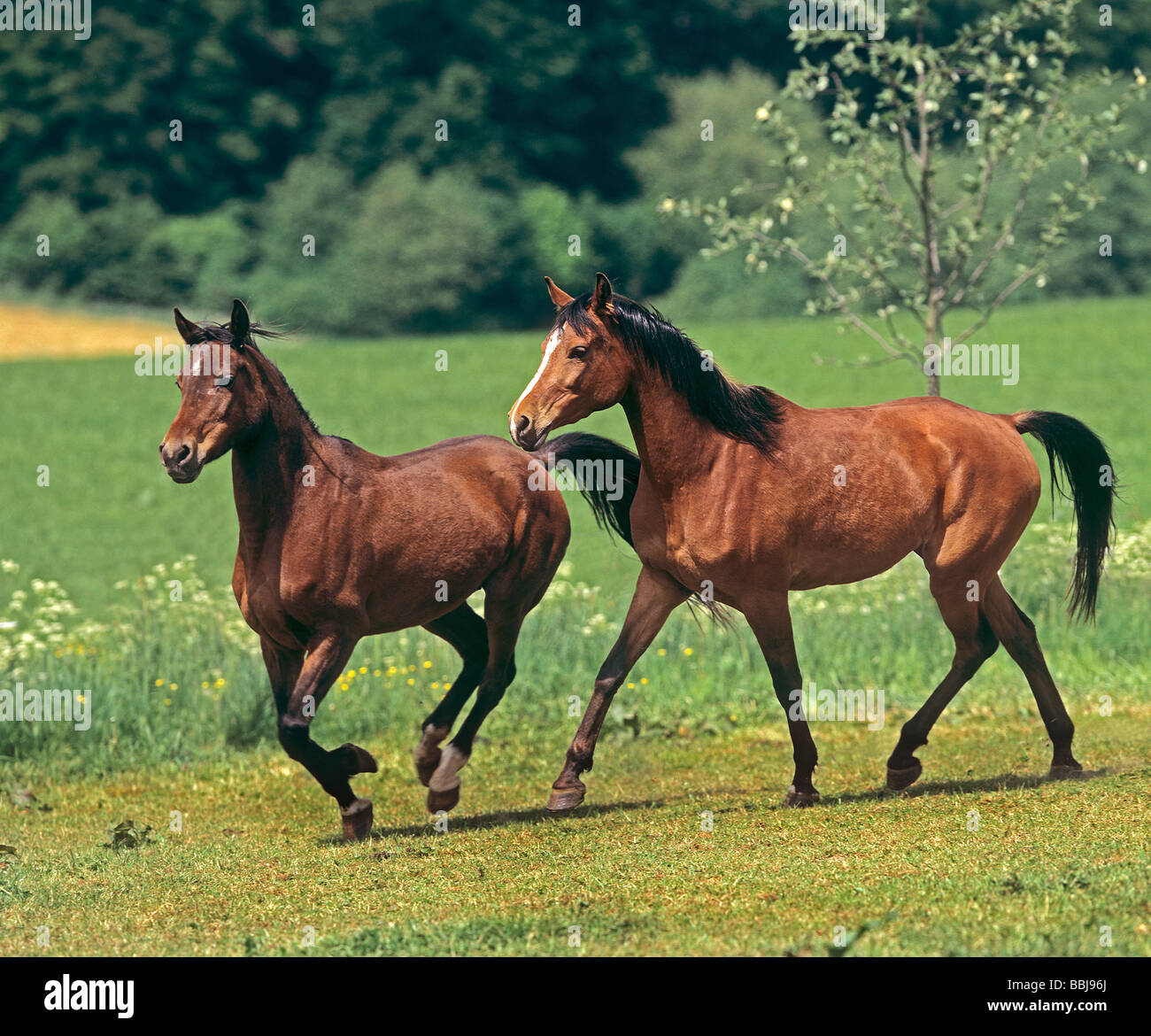 two young Arabian horses running on meadow Stock Photo Alamy