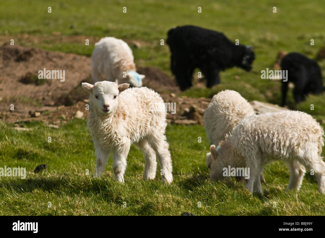 dh  NORTH RONALDSAY ORKNEY North Ronaldsay black and white young lambs Stock Photo