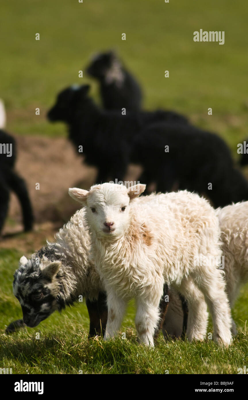 dh  NORTH RONALDSAY ORKNEY North Ronaldsay black and white young lambs Stock Photo