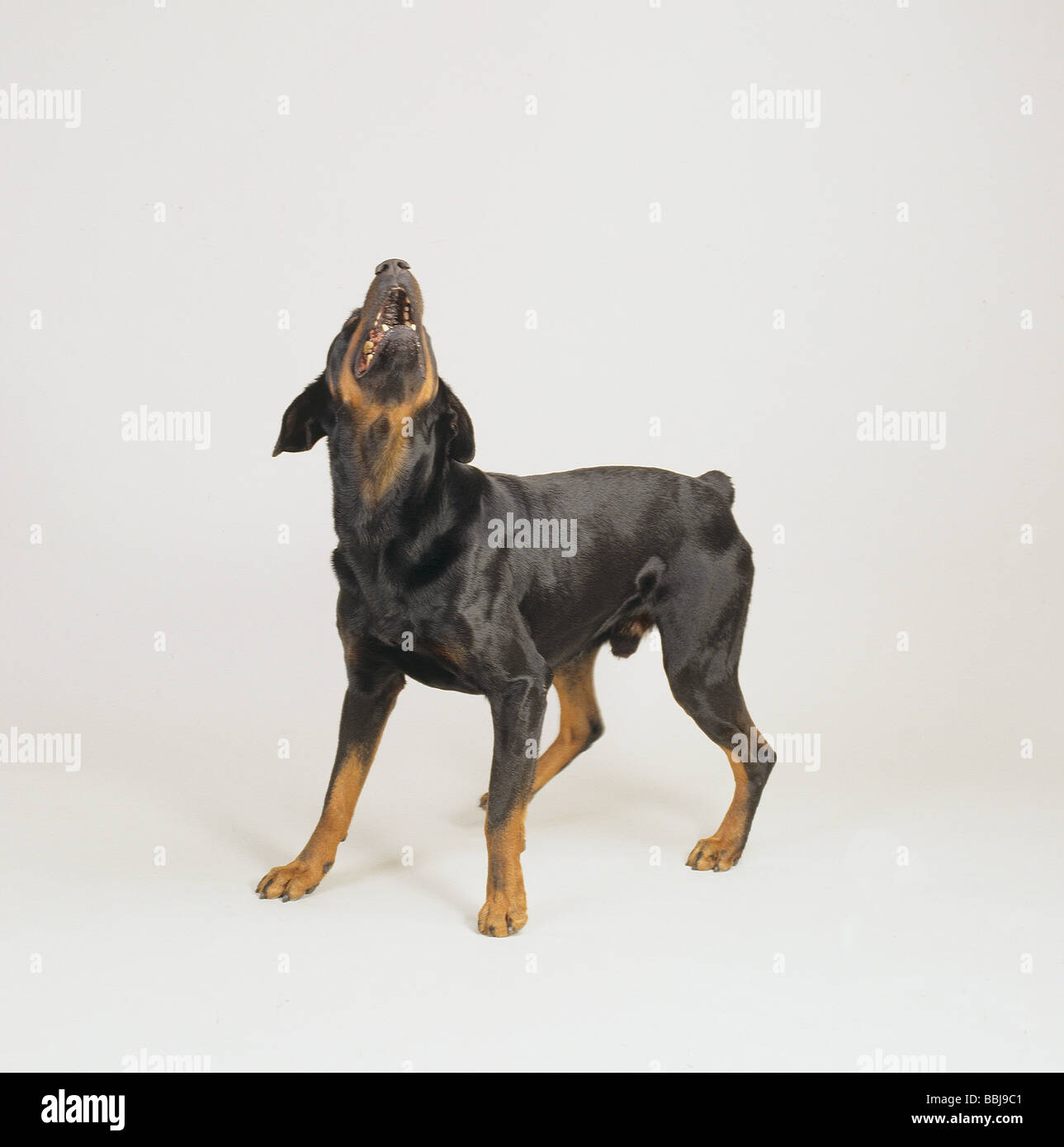 Dobermann dog - barking - cut out Stock Photo